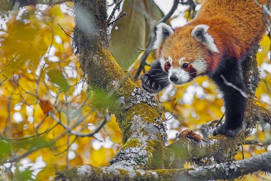 Red Panda in Singalia Forest